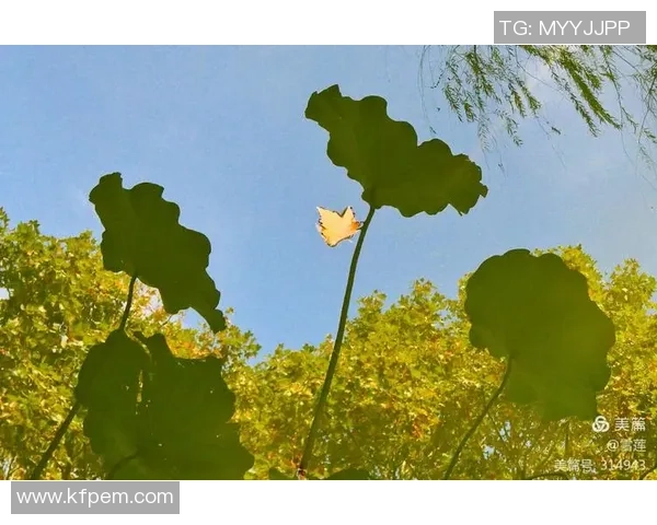 南京乒乓球队在钻石联赛中的辉煌历程与突破成就全景回顾 南京乒乓球队在钻石联赛中的辉煌历程与突破成就全景回顾